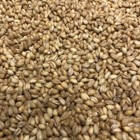 Kutia (pearled wheat)